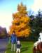 image_00615_small.jpg