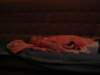 Photo Number 8